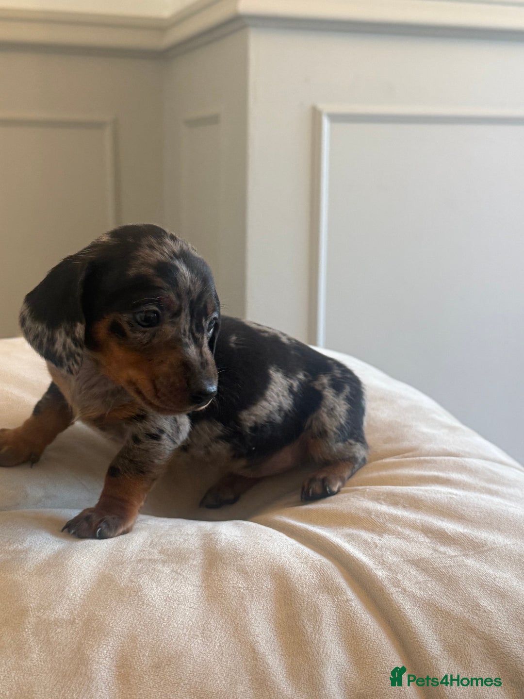 Miniature Dachshund dogs for sale: Miniture dachshund puppy’s  - Image 1