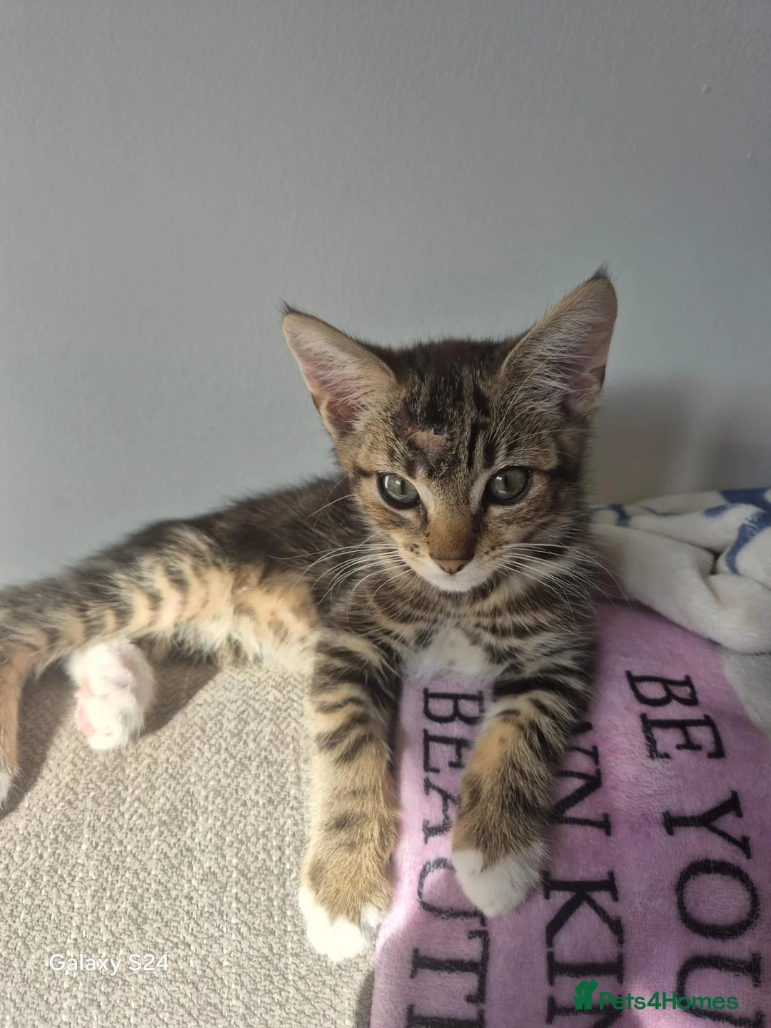 Mixed Breed cats for sale: Kitten ready now - Advert 3