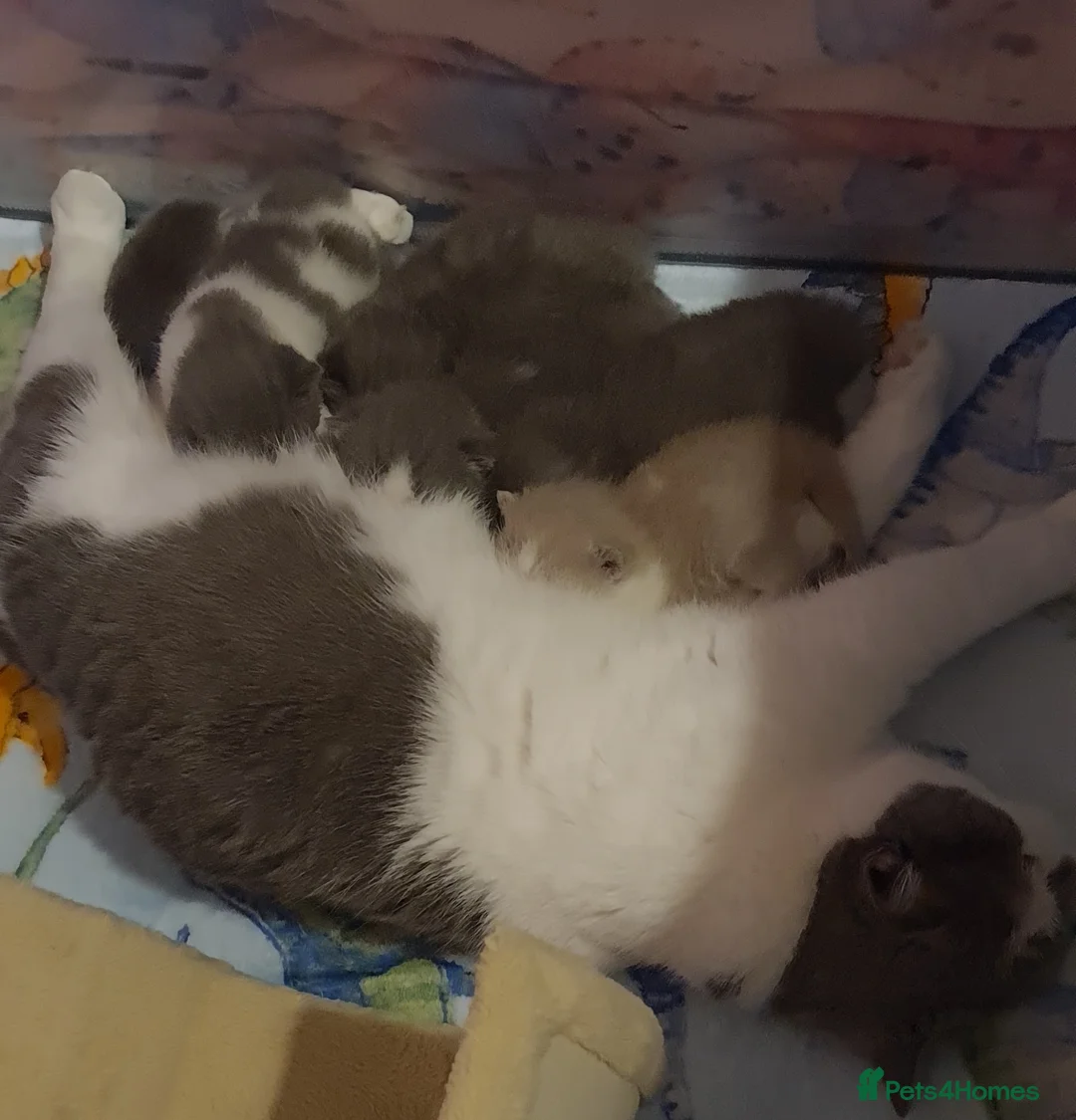 British Shorthair cats for sale: Ready Now 💙British ShortHair kitten GCCF  - Advert 10
