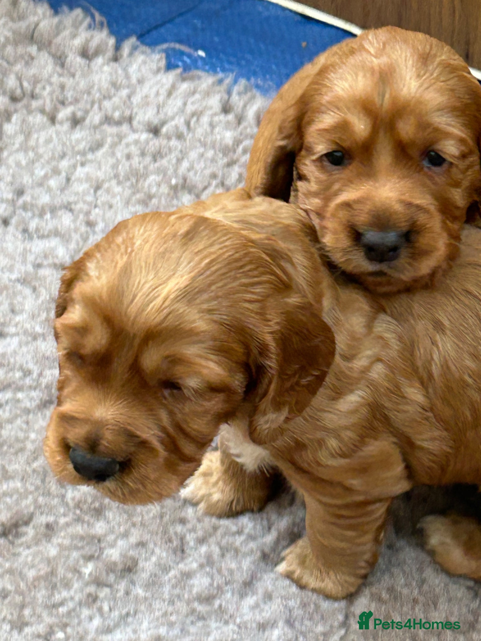 Cocker Spaniel dogs  Pedigree Red  Working workingCocker Spaniel  - Advert 13