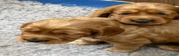 Cocker Spaniel dogs for sale:  Pedigree Working workingCocker Spaniel  - Advert 4