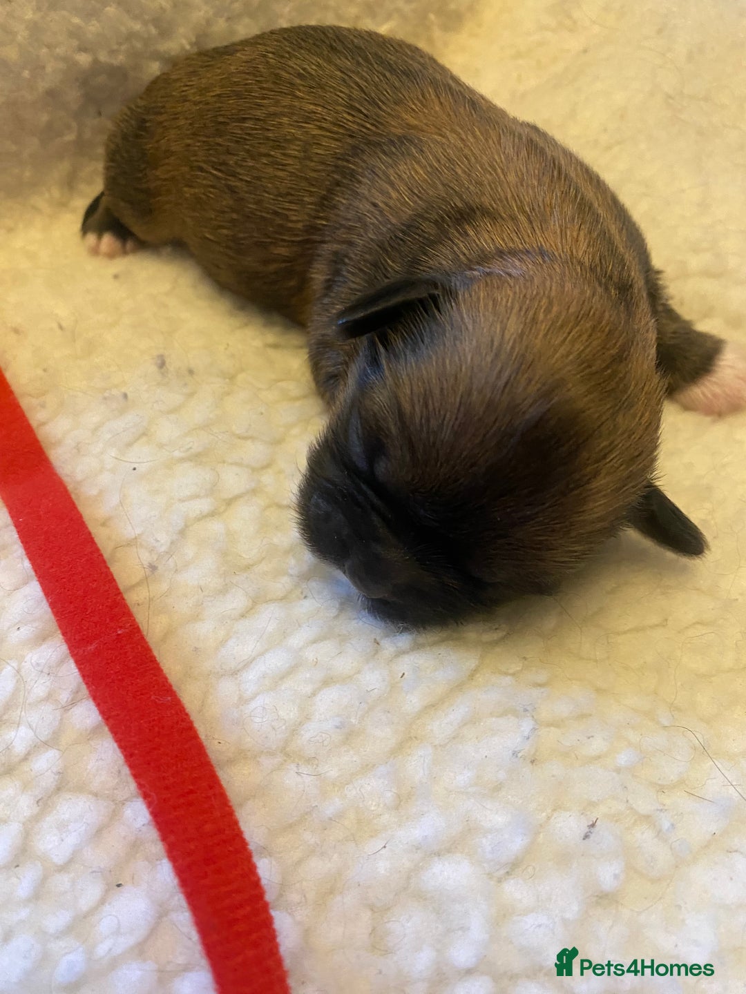 Shih Tzu dogs for sale: pure breed shih tzu puppies - Advert 6