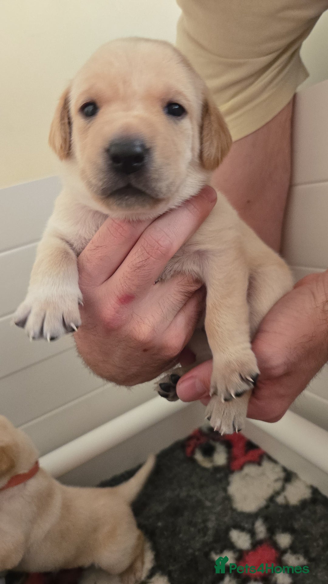 Labrador Retriever dogs for sale: Labrador pups kc registered *1 boy left* in Edinburgh - Image 13