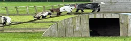 Goats livestock for sale: Pygmy Goat kids. - Advert 12