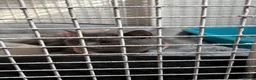 Bengal cats for sale: 3 Beautiful Blue Bengal Kittens in Manchester - Advert 2