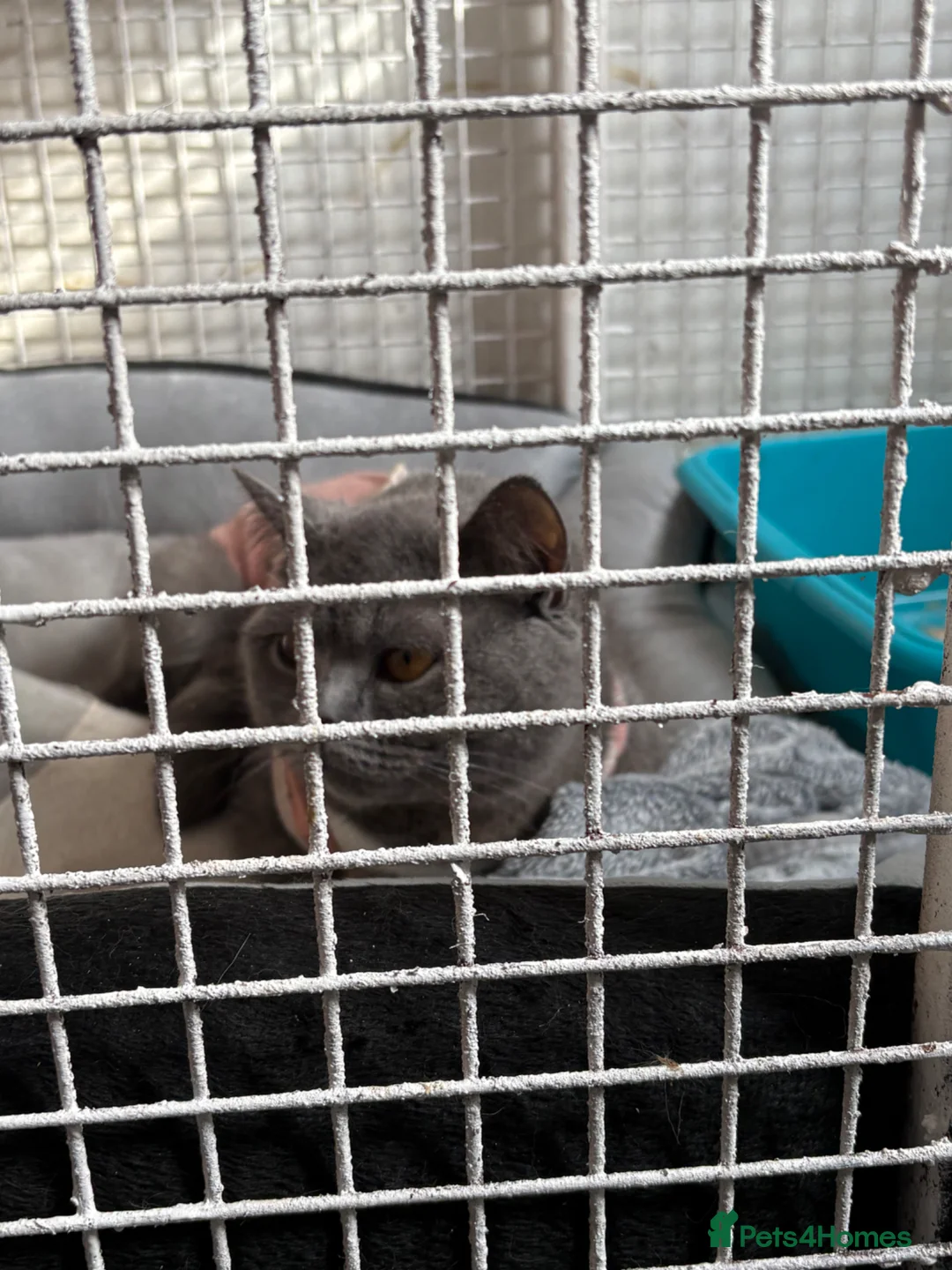 Bengal cats for sale: 3 Beautiful Blue Bengal Kittens in Manchester - Advert 2
