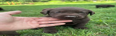 Labrador Retriever 2