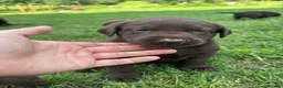 Labrador Retriever dogs for sale: Chocolate Labrador puppies  in Birmingham - Advert 3