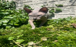 Sphynx cats for sale: Pedigree Sphynx kittens Tica Registered - Image 10