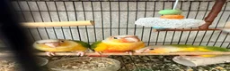 Conures birds for sale:   Pineapple Conures, Closed Rung, DNA - Advert 3