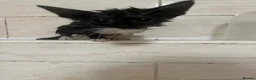 Maine Coon cats for sale: 2 female main coon mix’s  - Advert 12