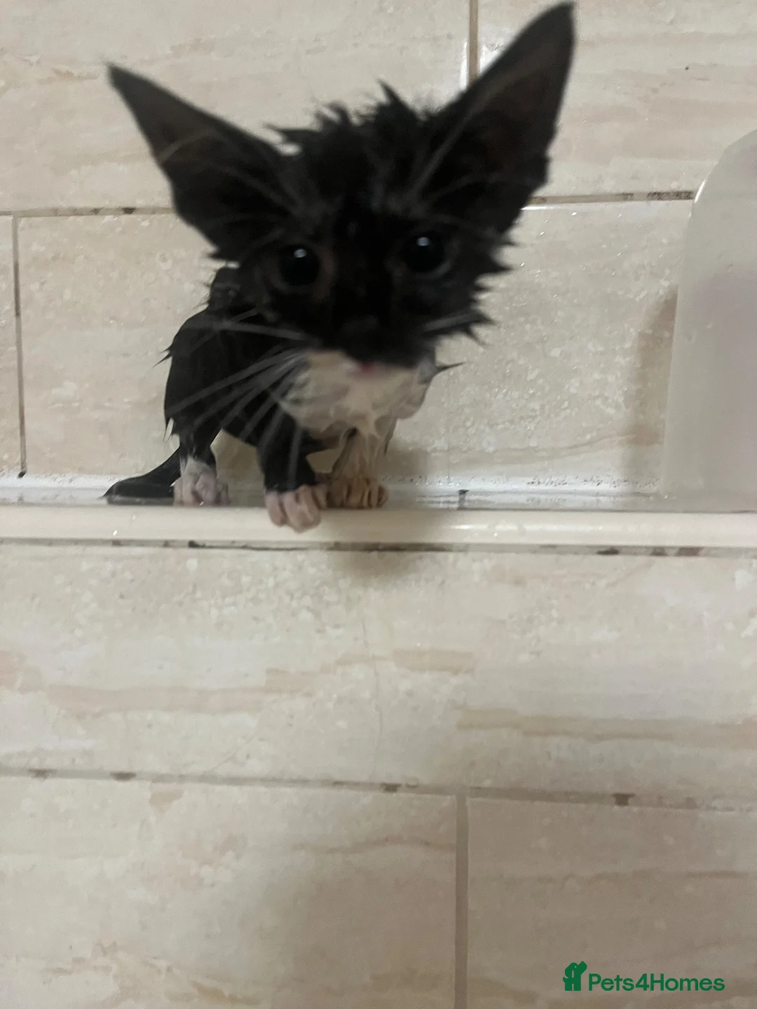 Maine Coon cats for sale: 2 female main coon mix’s  - Advert 12