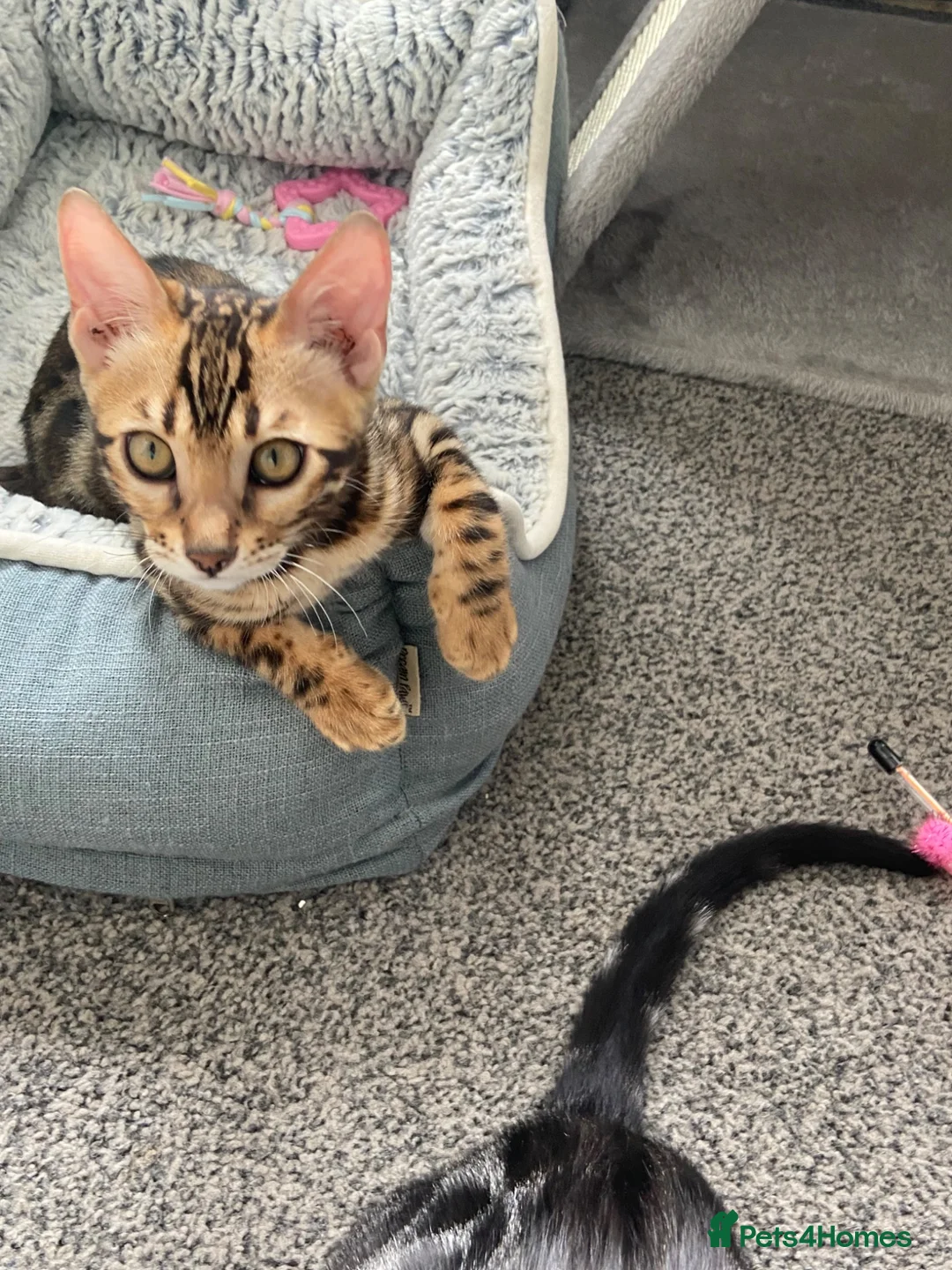 Bengal cats for sale: LAST THREE Ready now GCCF REGISTERED  - Advert 1