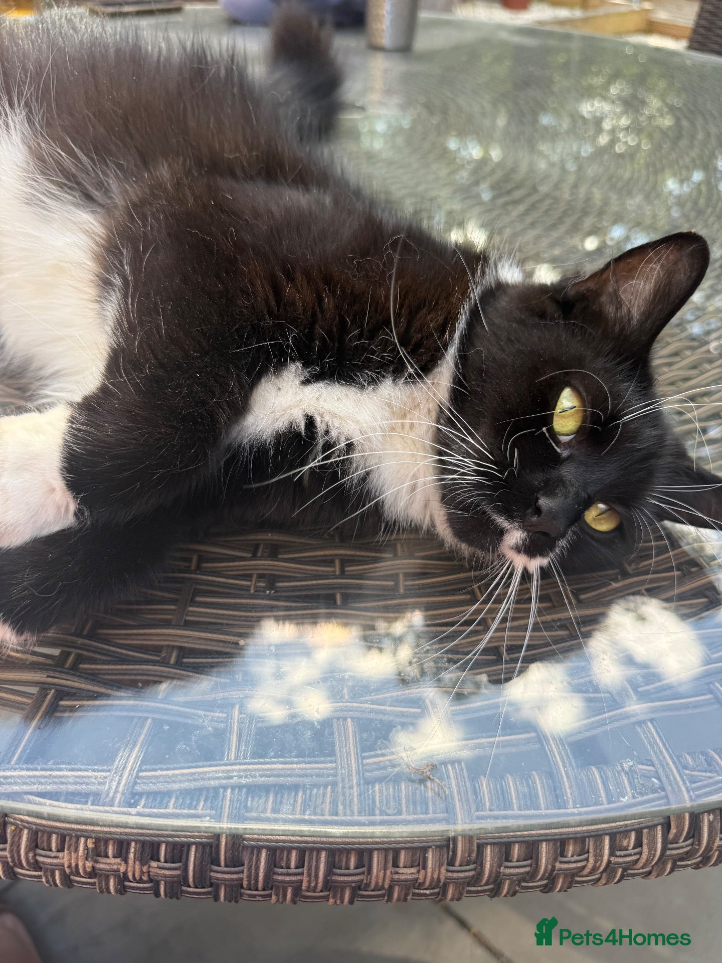 Mixed Breed cats for sale: Adorable kitten  - Advert 3