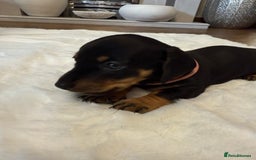 Dachshund dogs for sale: Dachshunds for sale   - Image 11