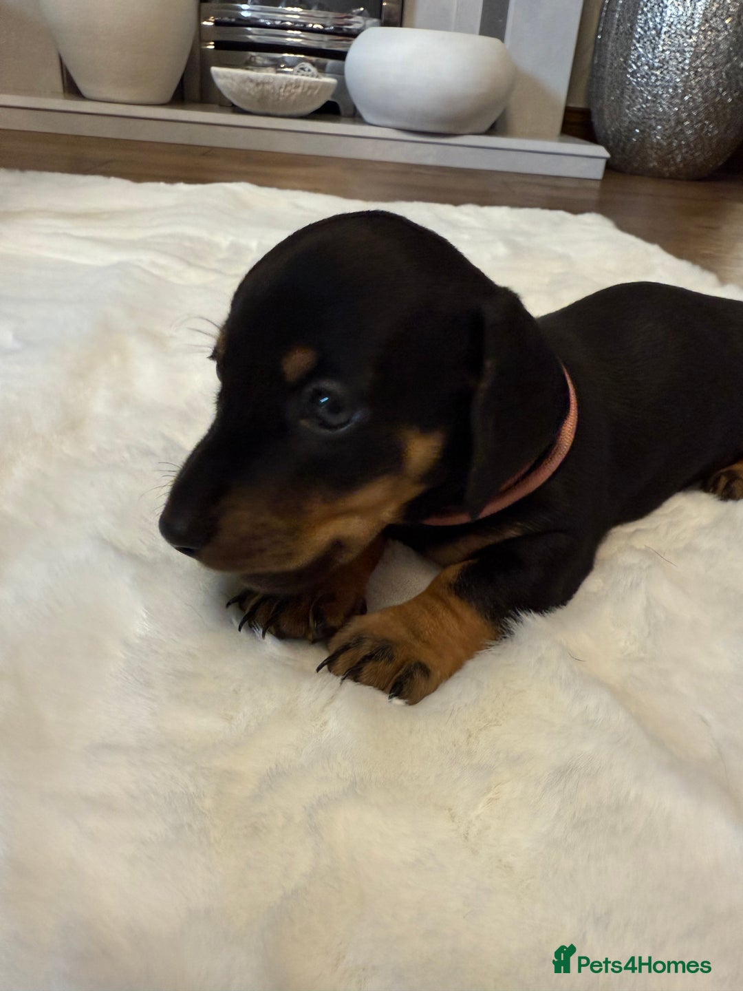 Dachshund dogs for sale: Dachshunds for sale   - Image 11