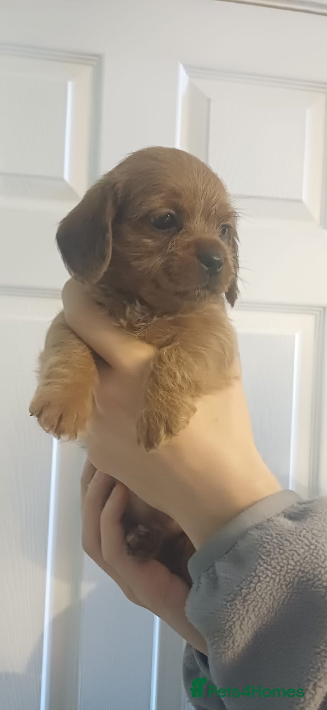 Mixed Breed dogs for sale: Beautiful schweenie babies - Image 13
