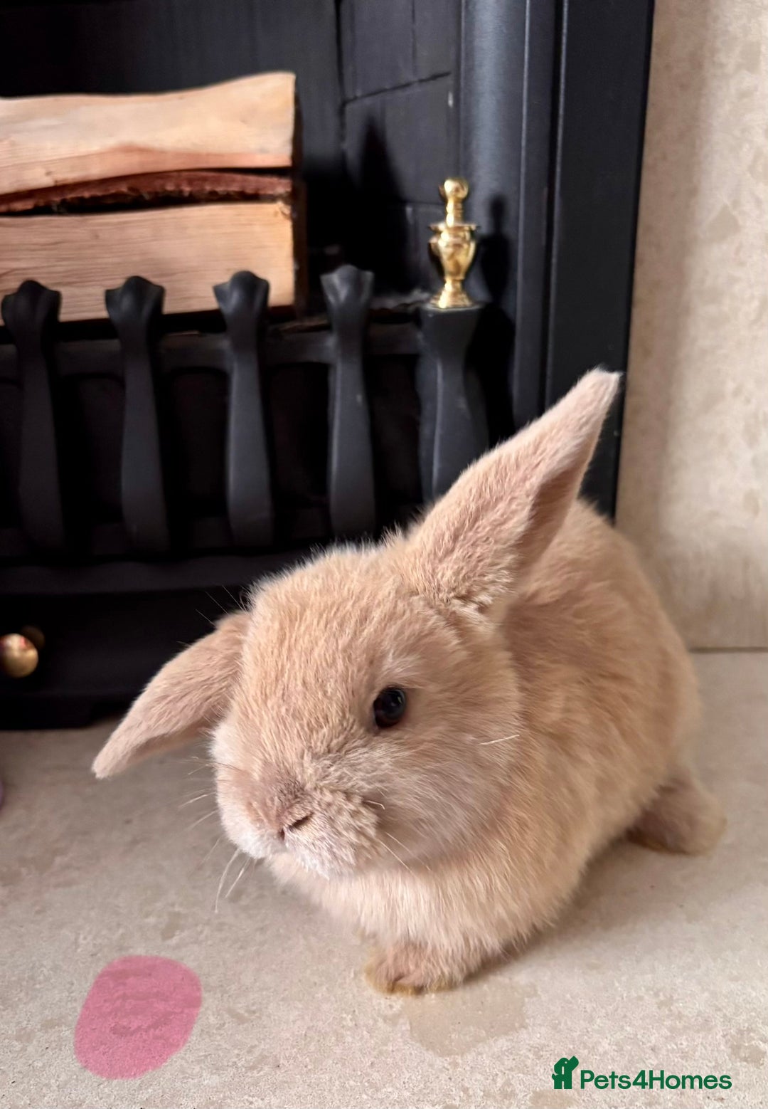 Mini Lop rabbits for sale: purebred Mini Lops  - Advert 12