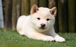 Japanese Shiba Inu dogs for sale: Beautiful Cream Shiba Inu boy for sale  - Image 34