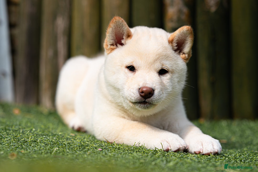 Japanese Shiba Inu dogs for sale: Beautiful Cream Shiba Inu boy for sale  - Image 34