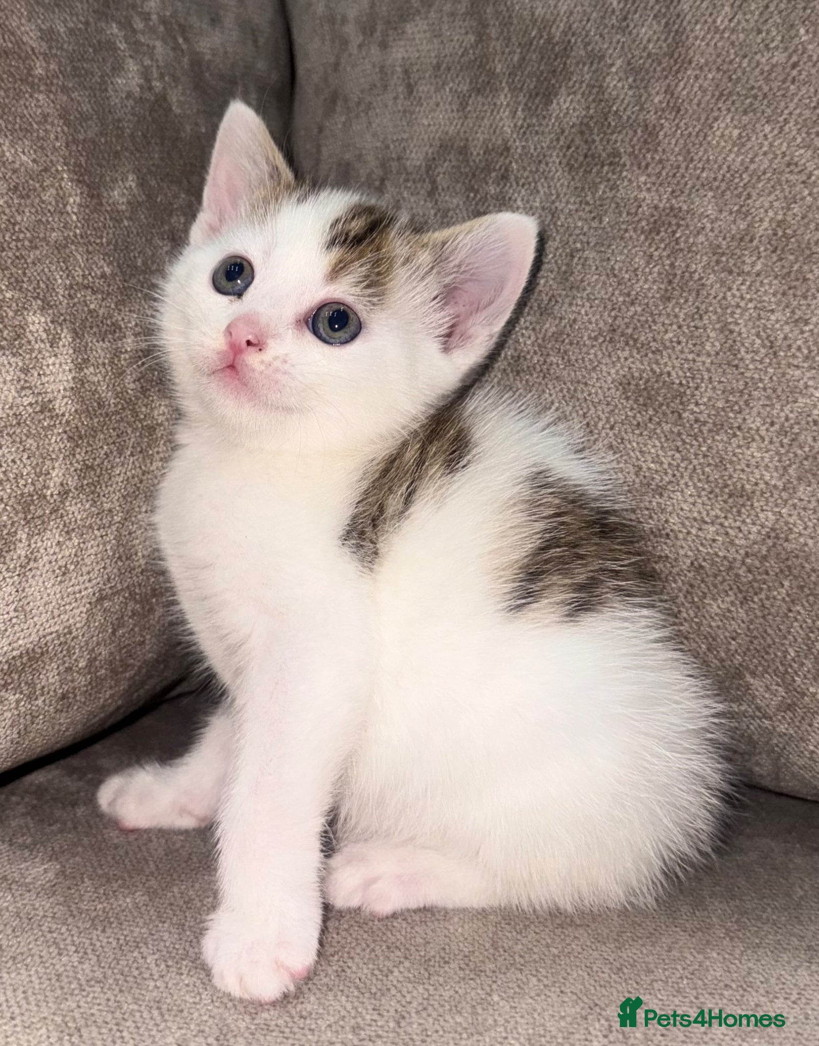 Mixed Breed cats Mixed tabby kittens!  - Advert 5