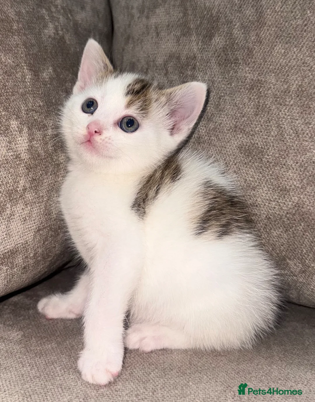 Mixed Breed cats for sale: Mixed tabby kittens!  - Advert 1