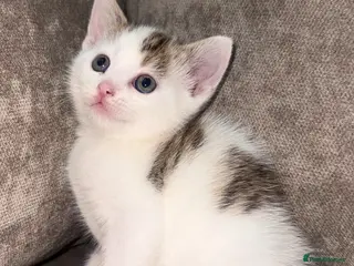 Mixed Breed cats Mixed tabby kittens! - Advert 2