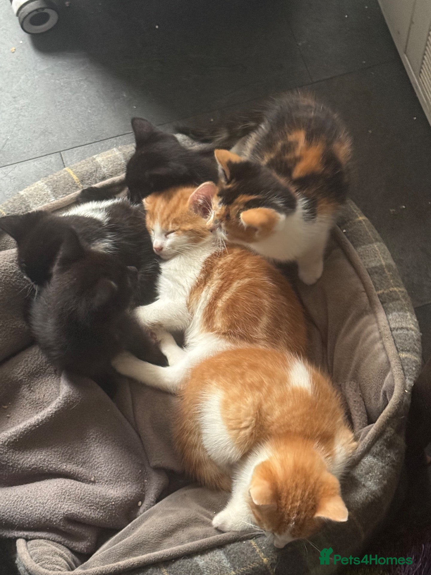 Mixed Breed cats Kittens Manchester Prices £40-£180 - Advert 1