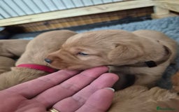 Labrador Retriever dogs for sale: Kc Registered Red labrador puppies  - Image 12