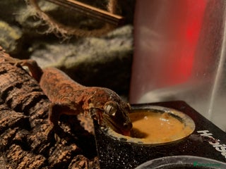 Gecko reptiles - Advert 30