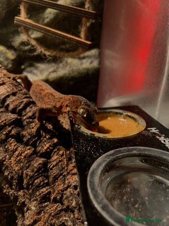 Gecko reptiles - Advert 17