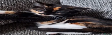 Mixed Breed 1