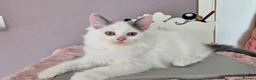 Munchkin cats for sale: Beautiful Munchkin kittens  - Advert 21