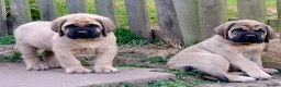 Mastiff dogs for sale: Mastiff puppies  in Galashiels - Advert 3