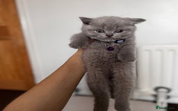 British Shorthair cats for sale: Pure British Shorthair kittens for sale  - Image 5