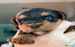 Yorkiepoo dogs for sale: Yorkiepoo - Image 1