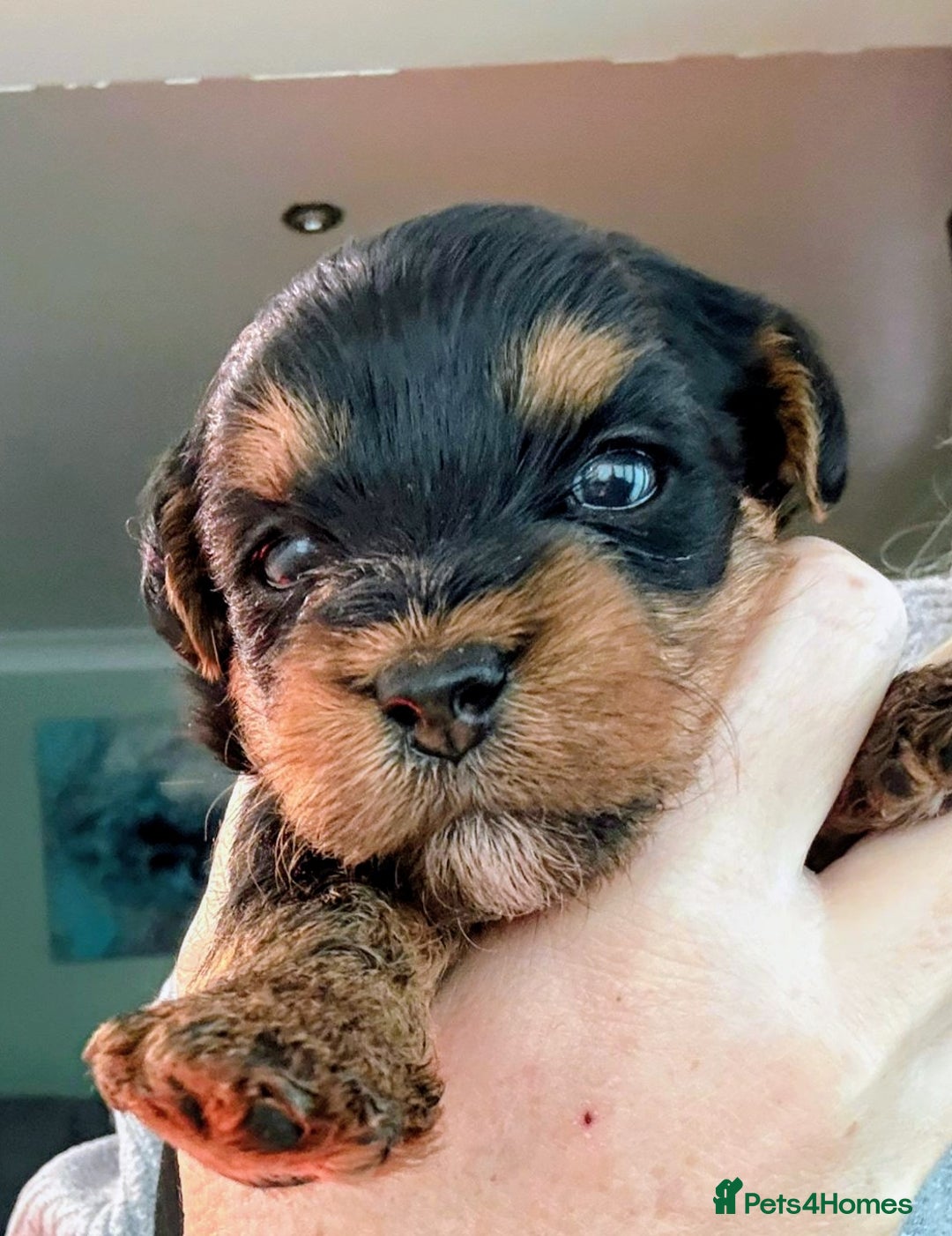 Yorkiepoo dogs for sale: Yorkiepoo - Image 1