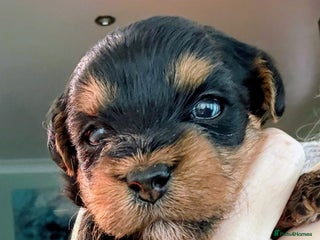 Yorkiepoo dogs - Advert 1