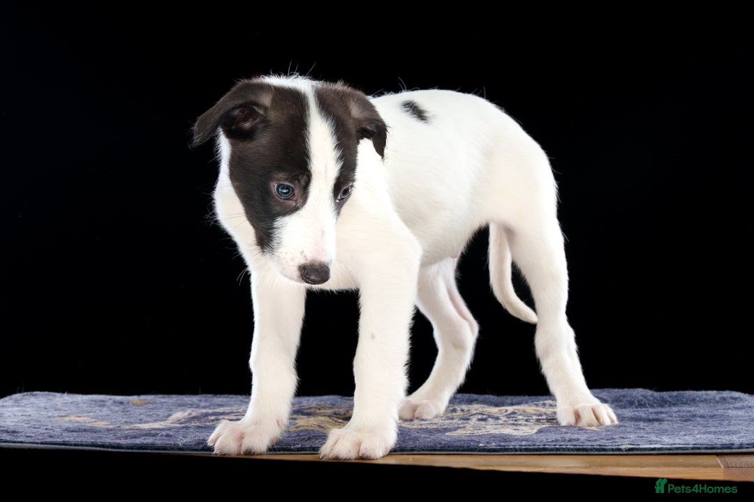 Lurcher dogs for sale: Lurcher Puppies for Sale - Advert 6