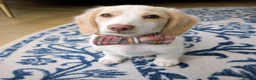 Miniature Dachshund dogs for stud: Dapple Piebald Stud 💫  - Advert 26