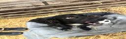 Cocker Spaniel dogs for sale: Cocker spaniels puppies  in Kilmarnock - Advert 16
