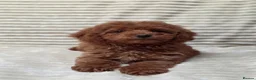 Toy Poodle dogs for sale:  Red Toy Poodle Puppies – Asian Teddy Bear Type in Motherwell - Advert 10