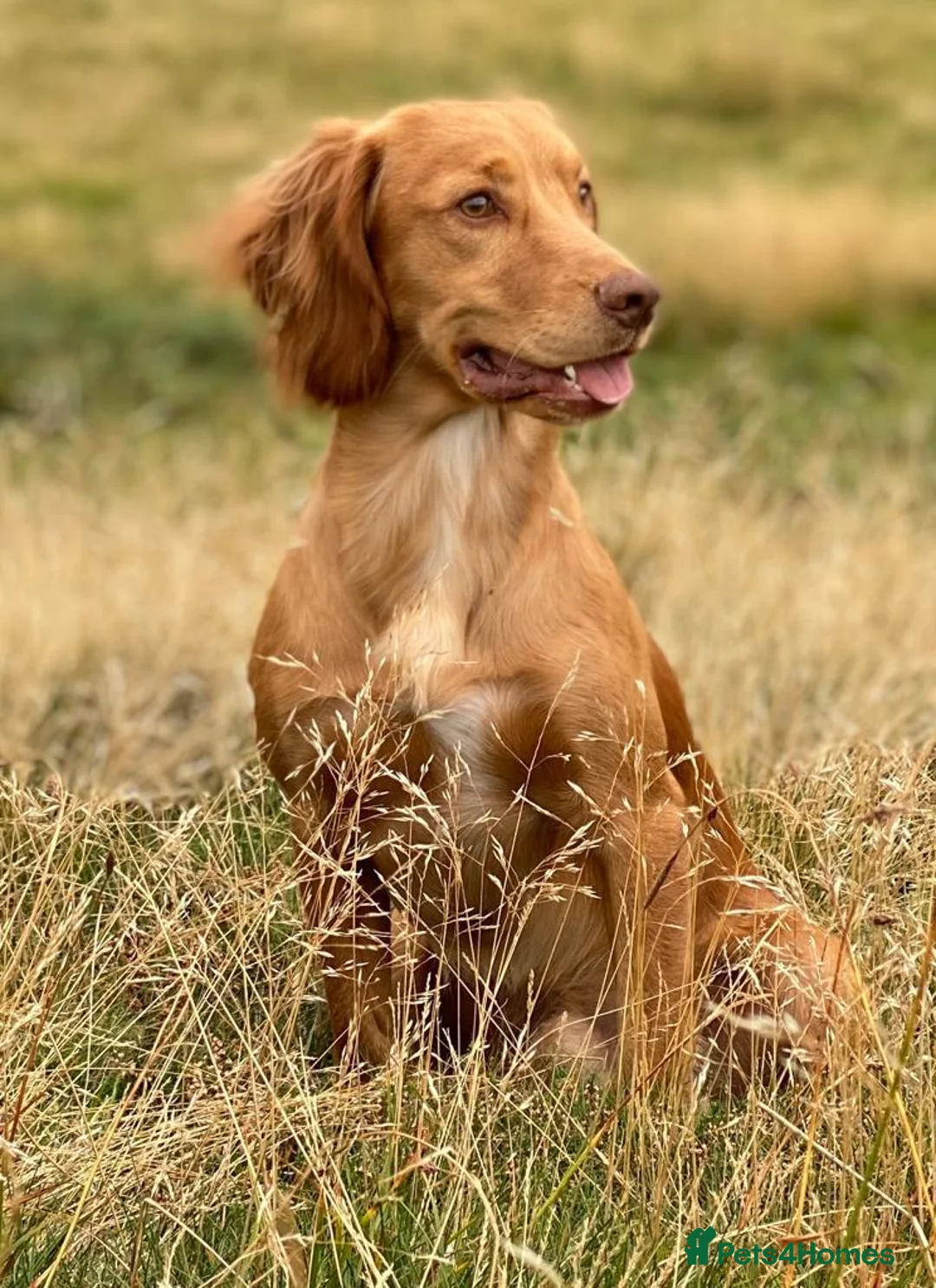Cocker Spaniel dogs for stud: Outstanding OFTW Red Cocker, FULLY HEALTH TESTED in Bristol - Advert 2