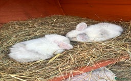 Mini Lop rabbits for sale: Mini lop rabbits  - Image 9
