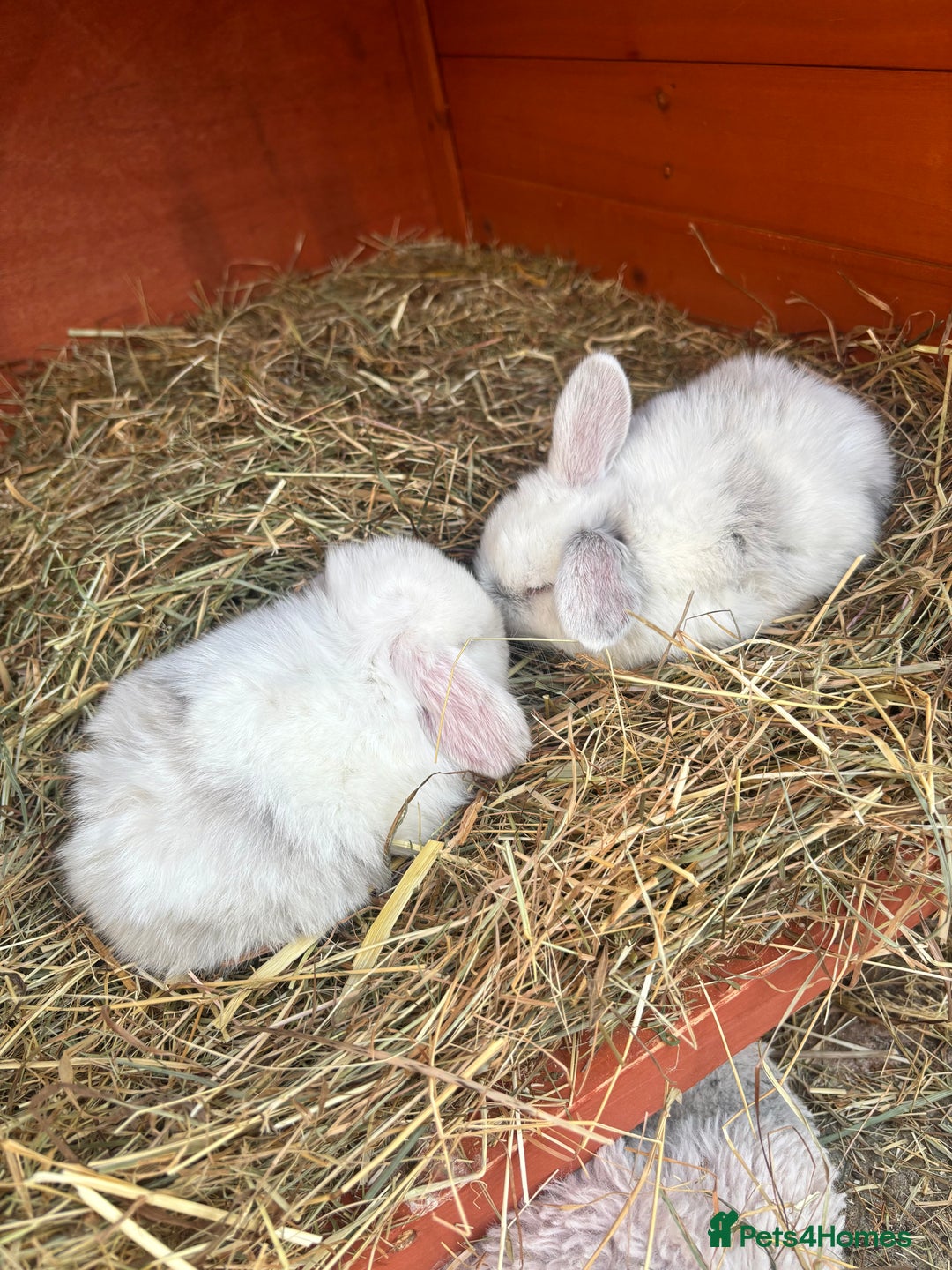 Mini Lop rabbits for sale: Mini lop rabbits  - Image 9