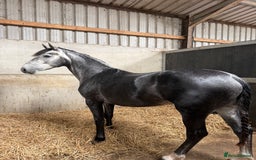 Connemara horses for sale: Whinny  - Advert 5