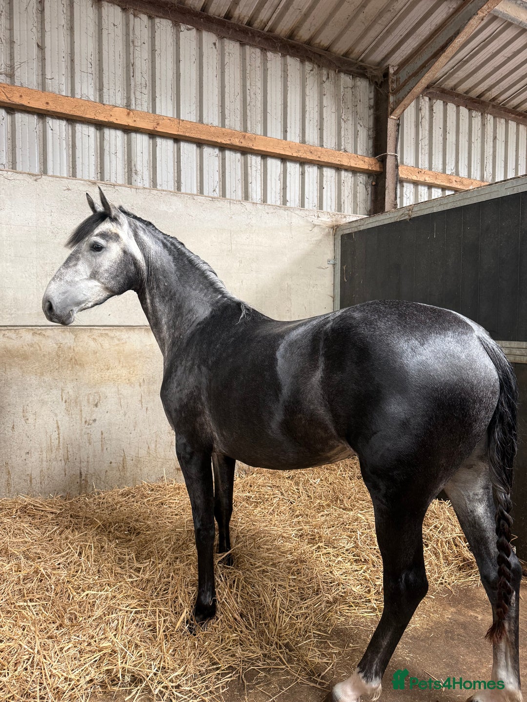 Connemara horses for sale: Whinny  - Advert 5