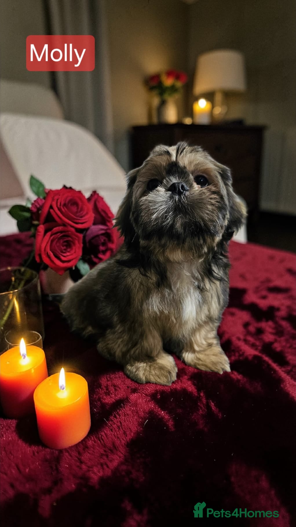 Shih Tzu dogs 💞 QUALITY STANDARD SHIH TZU 💞 - Advert 4