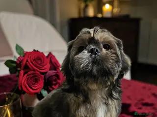 Shih Tzu dogs 💞 QUALITY STANDARD SHIH TZU 💞 - Advert 4