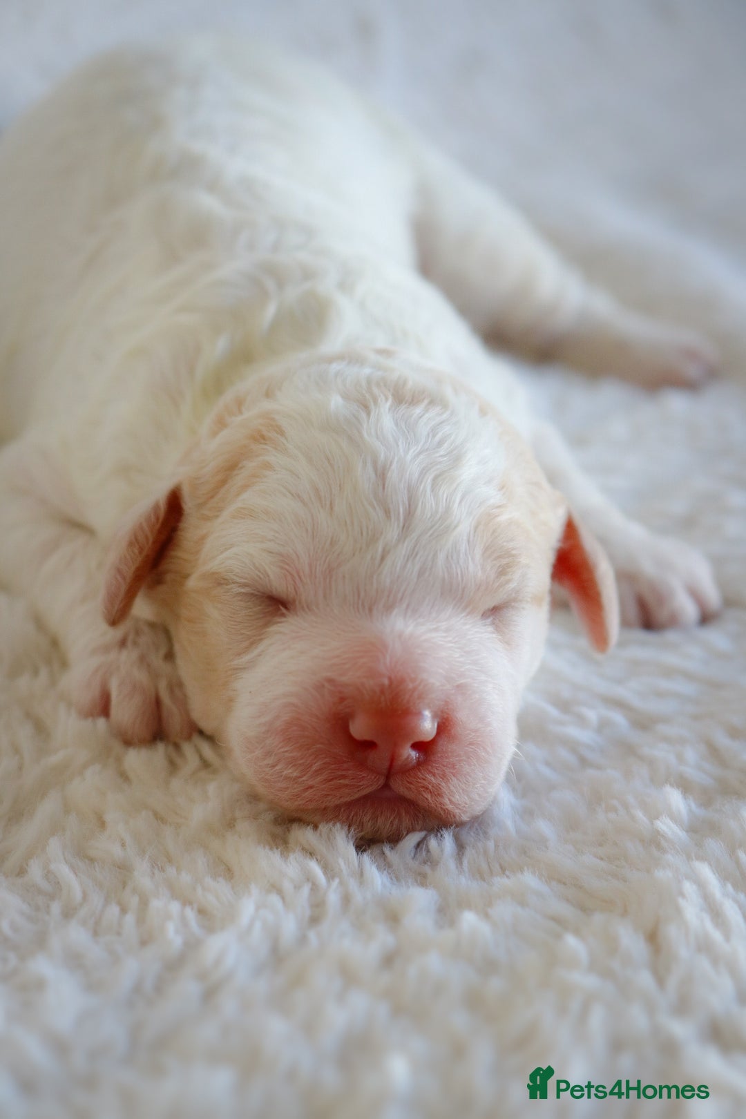 Lagotto Romagnolo dogs for sale: *READY NOW*10 WKS OLD* KC Reg Full Health Tested - Advert 8